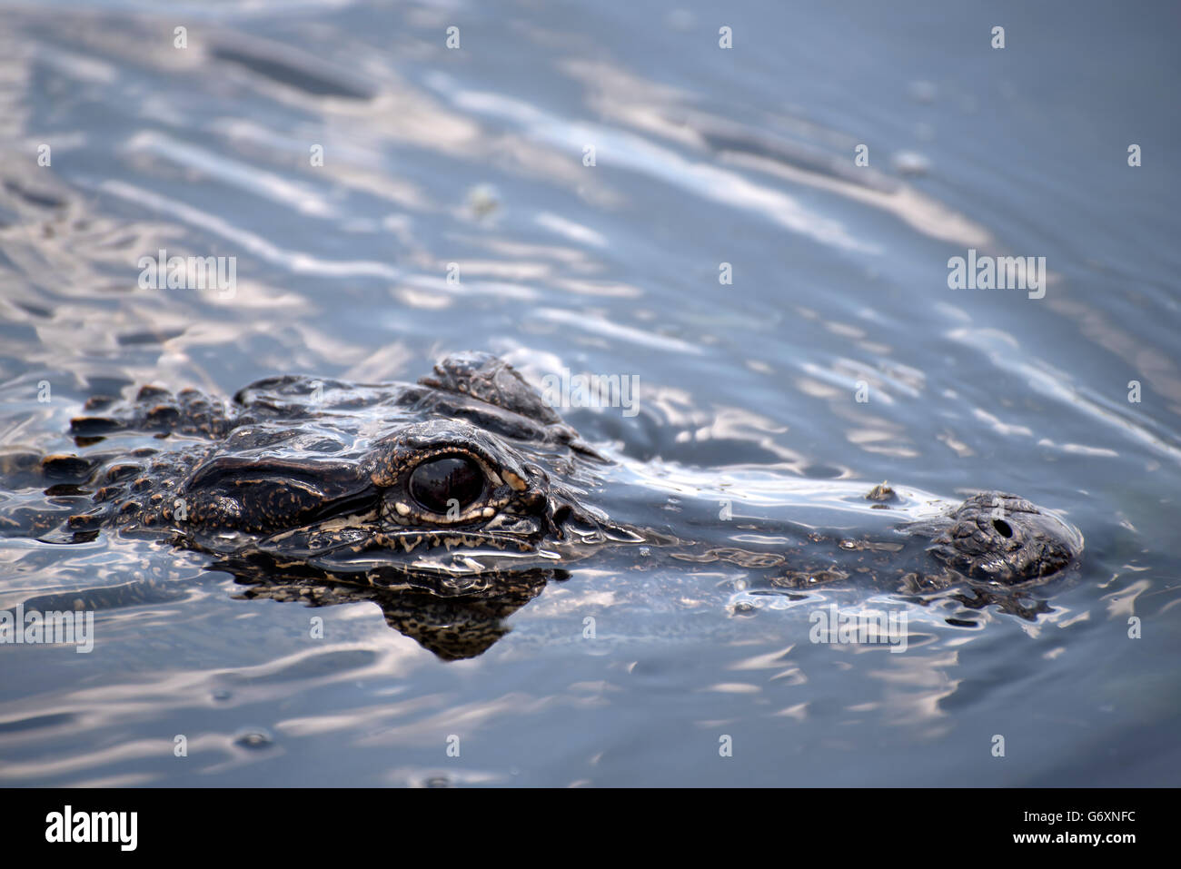 Louisiana Bayou Airboat High Resolution Stock Photography and Images ...