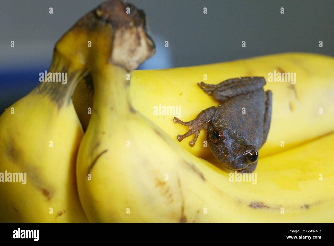 A rare Caribbean tree frog at Portsmouth's Blue Reef Aquarium, which