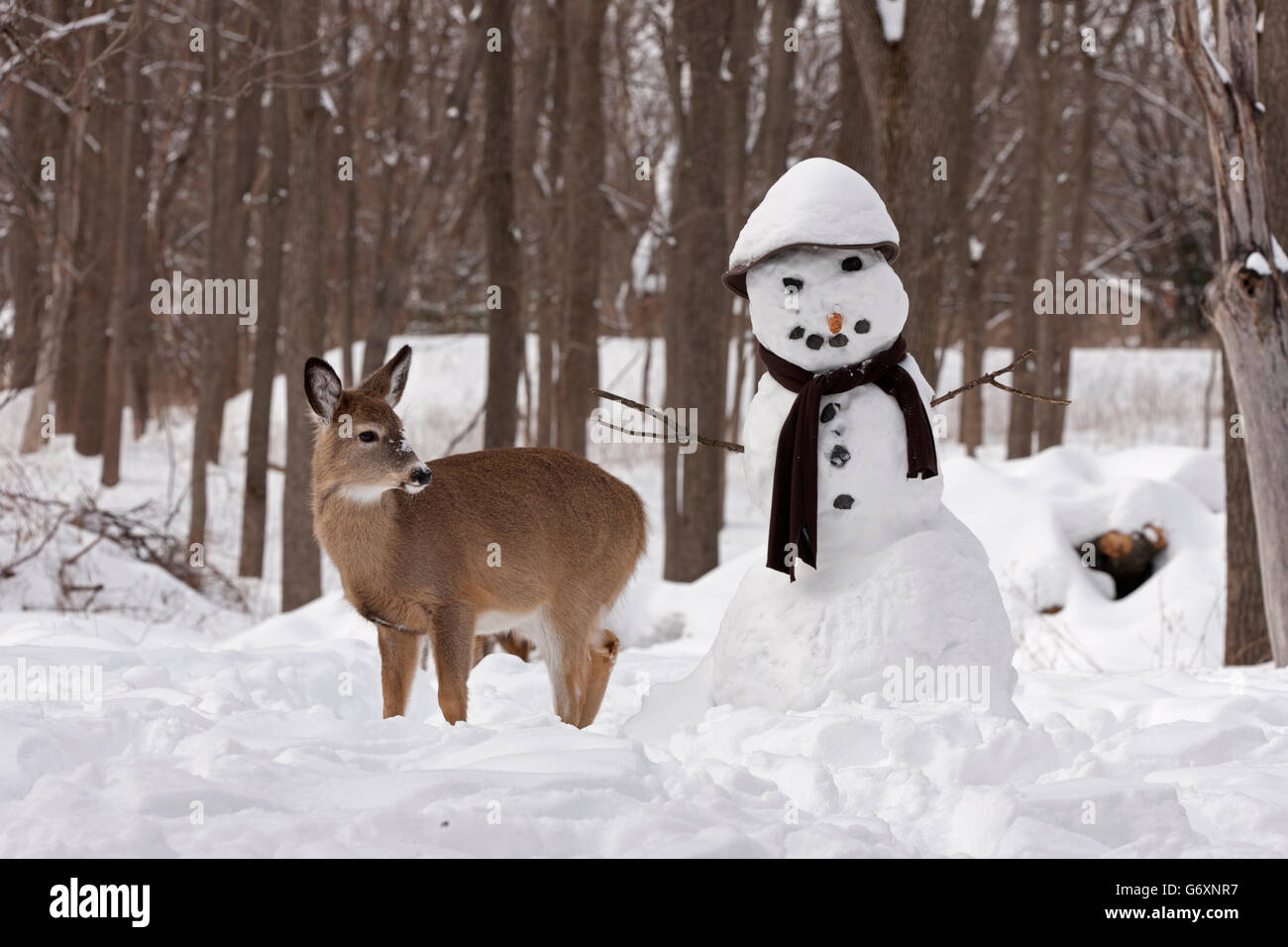 Deer in winter, snowman Stock Photo - Alamy