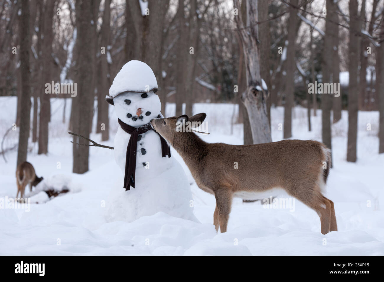 Deer in winter, snowman Stock Photo - Alamy