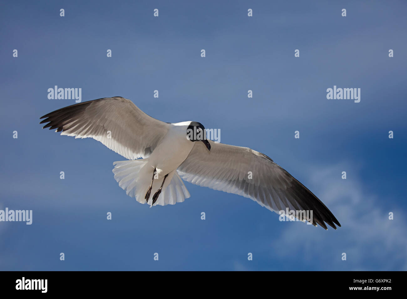 Bird in flight Stock Photo