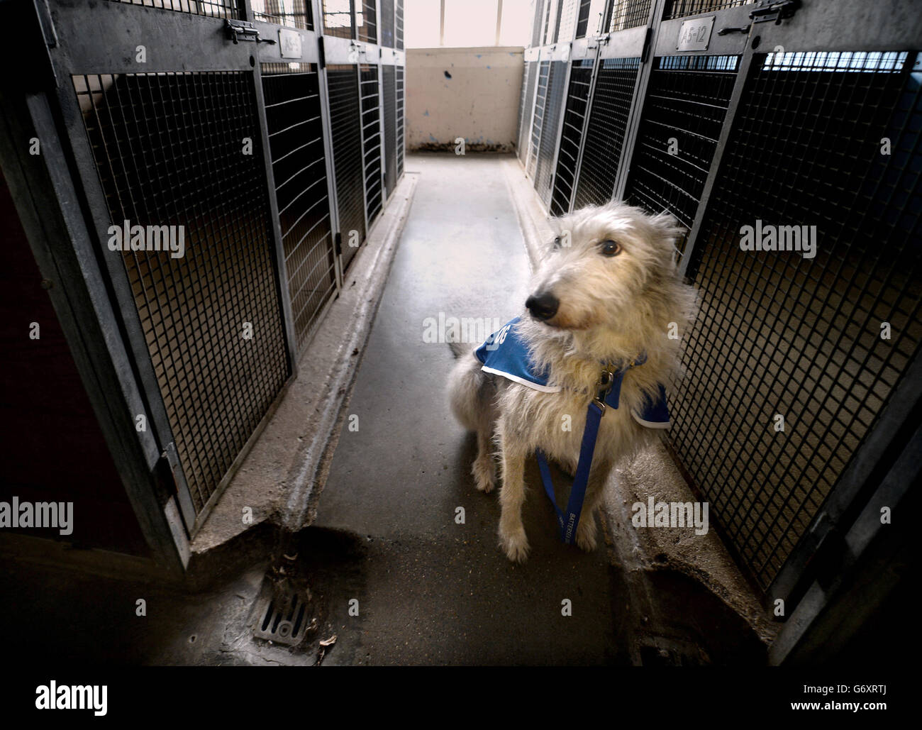 An Irish Wolfhound walks through the now unused Victorian kennels, as
