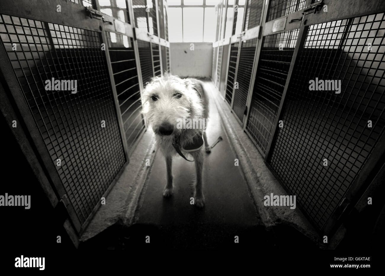 Battersea Dogs and Cats Home Stock Photo Alamy