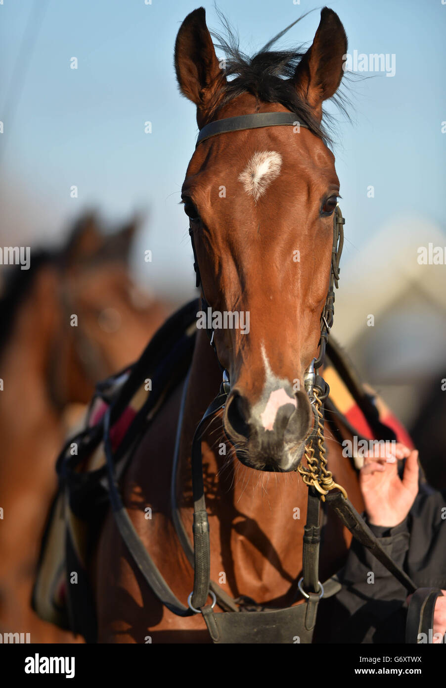 Horse Racing - Irish Lincolnshire/Lodge Park Stud Park Express Stakes Day - Curragh Racecourse Stock Photo