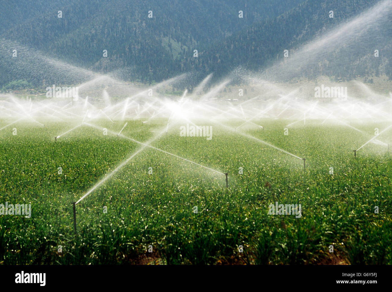 Irrigation equipment spraying water on farm fields near Carson City