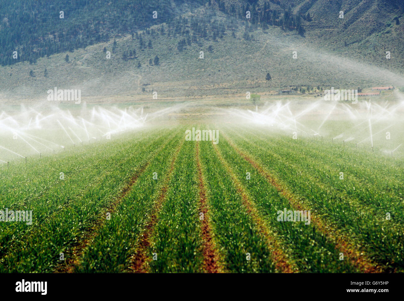 Irrigation equipment spraying water on farm fields near Carson City