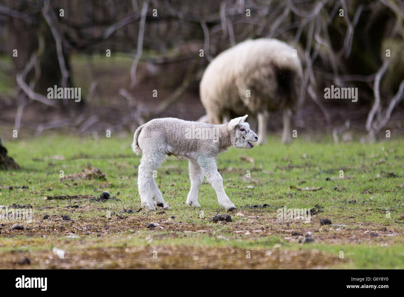 Lambs play in fields in staines upon thames hires stock photography