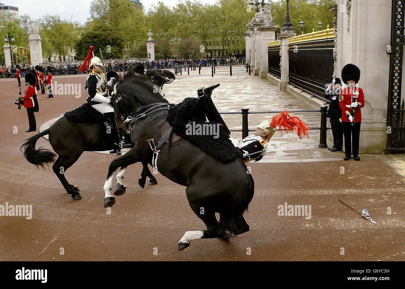 Horse Guard thrown from horse in front of Queen Stock Photo Alamy