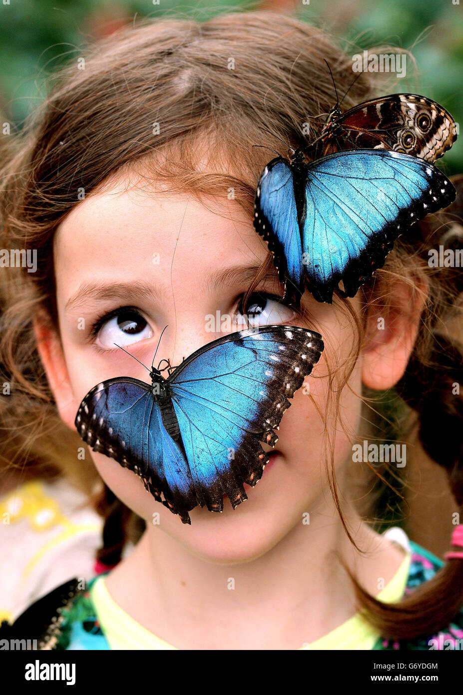 Isla Roberts, 5, from London with blue Morpho butterflies from central and south America, as hundreds of butterflies are released into the outdoor butterfly house at the Natural History Museum in London, to launch the Sensational Butterflies exhibition. Stock Photo