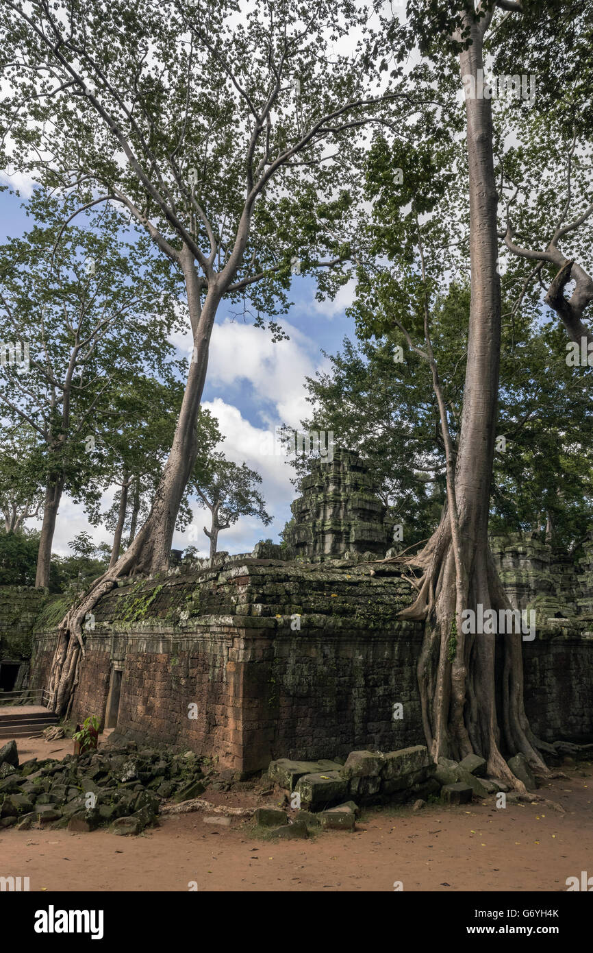 The silk cotton trees hires stock photography and images Alamy