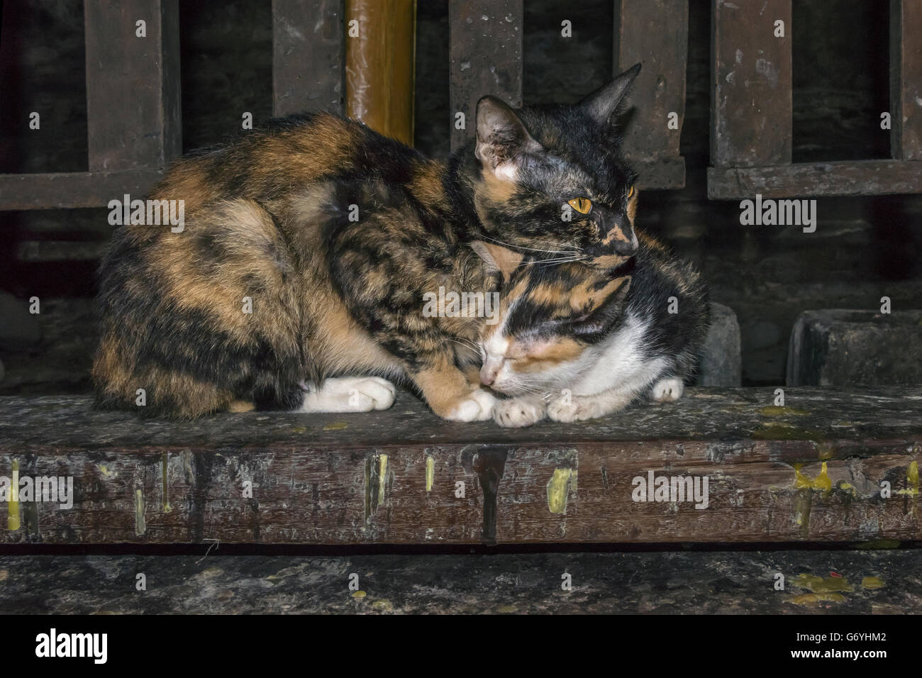 Shellcat Tortoise shell cat and kitten at the inner sanctuary, Angkor Wat ...
