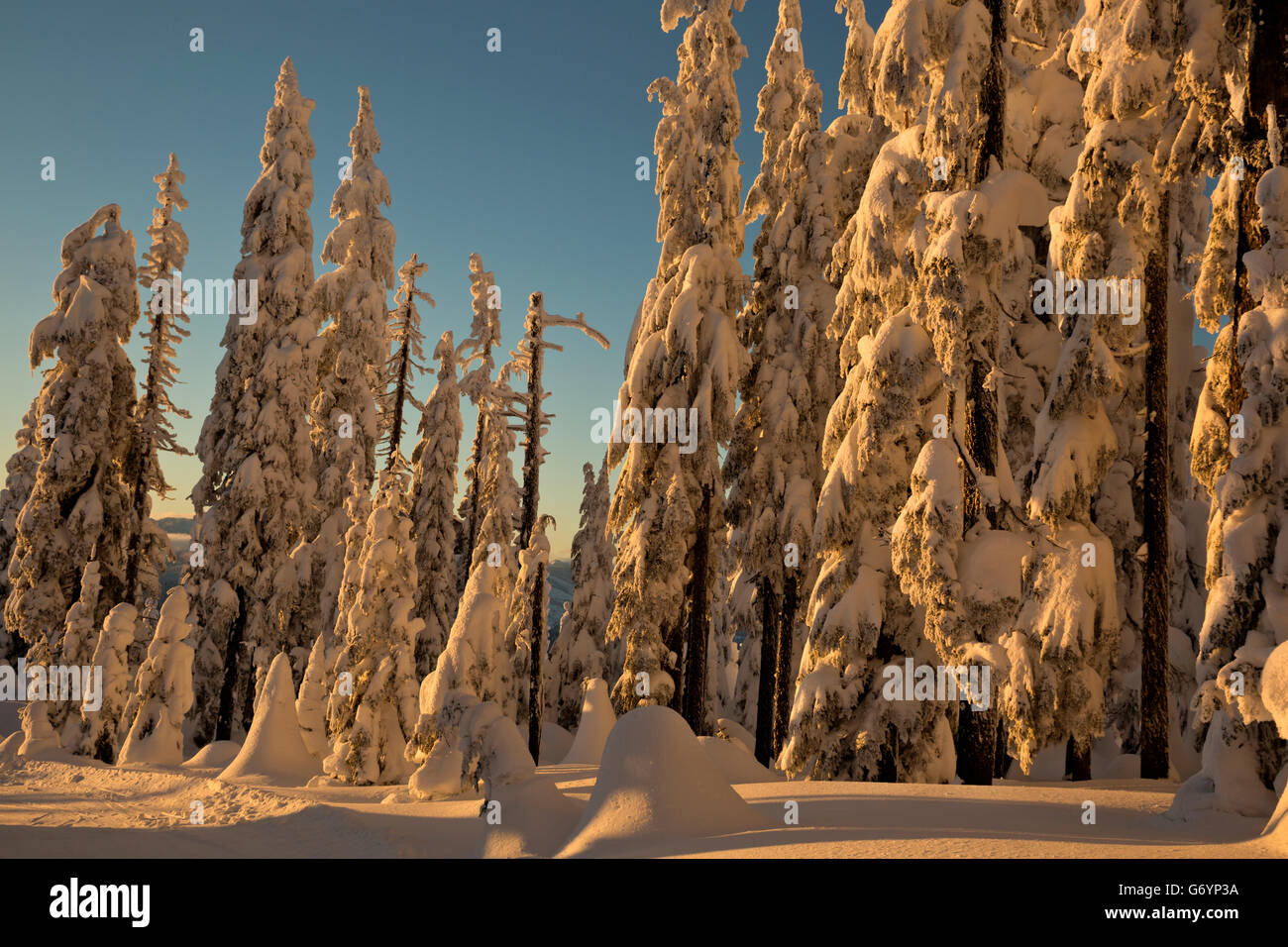 WASHINGTON - Late afternoon light on the snow covered trees near the summit of Amabilis Mountain in the Cascade Mountains. Stock Photo