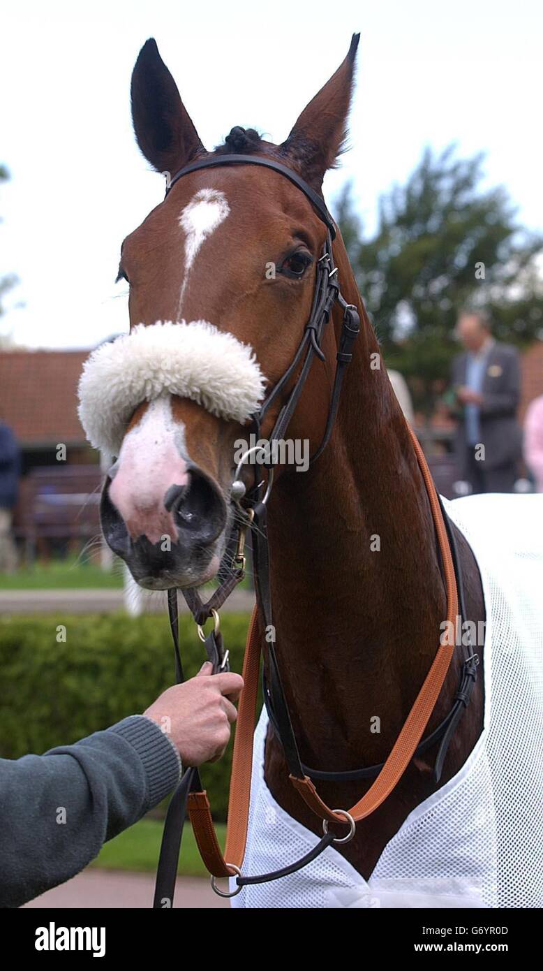 Winning horse of the 2.10 at Newmarket, 'Heres the Plan 'ridden by Pat McCabe in Newmarket. Stock Photo