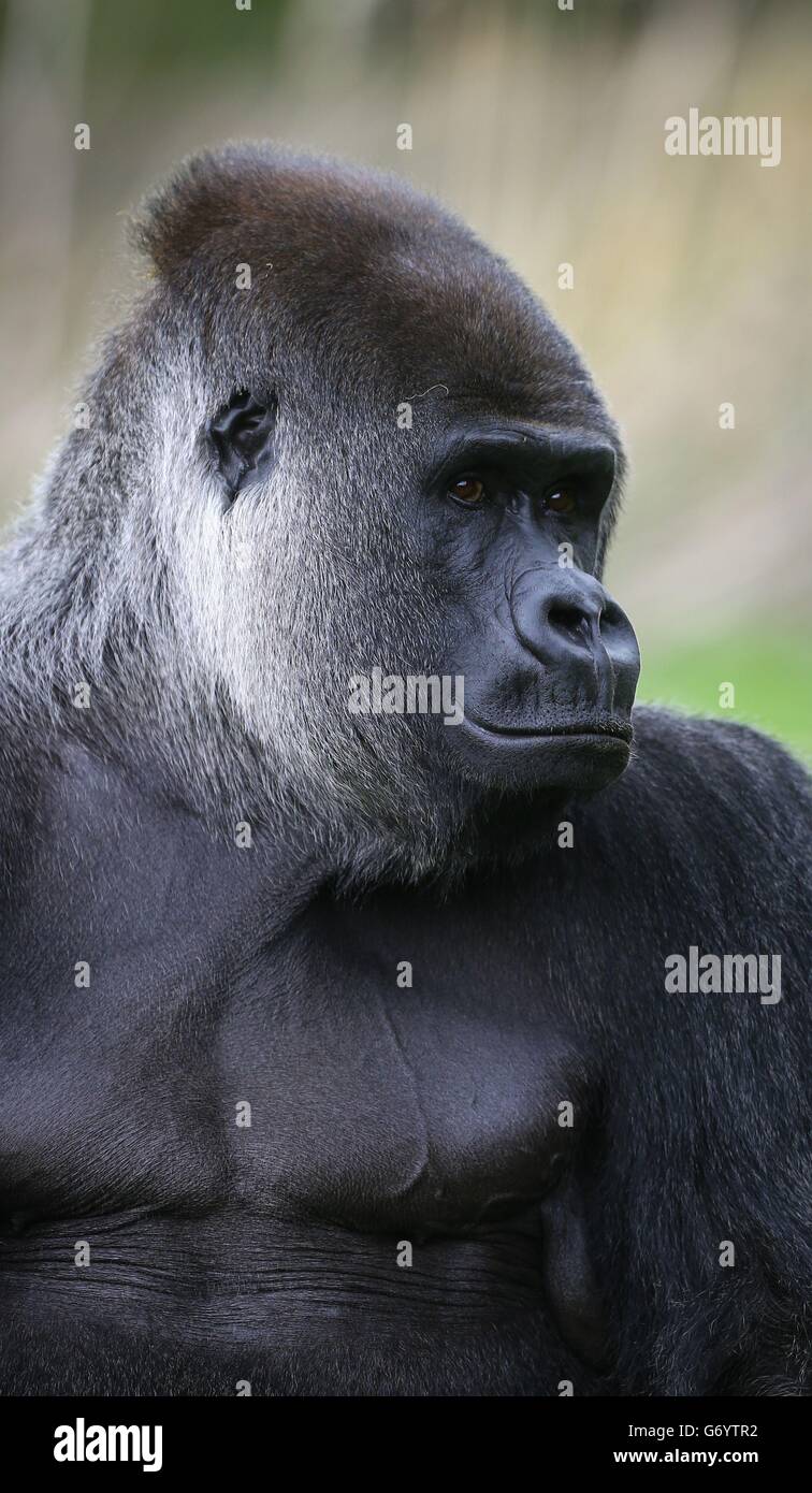 Ambam the gorilla hi-res stock photography and images - Alamy