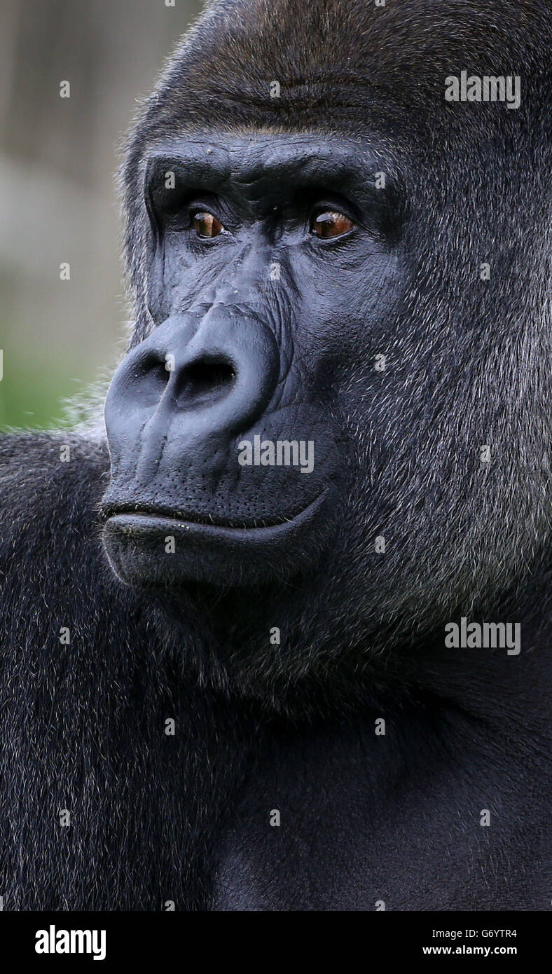 Ambam, a Western Lowland Gorilla, explores his enclosure at Port Lympne ...