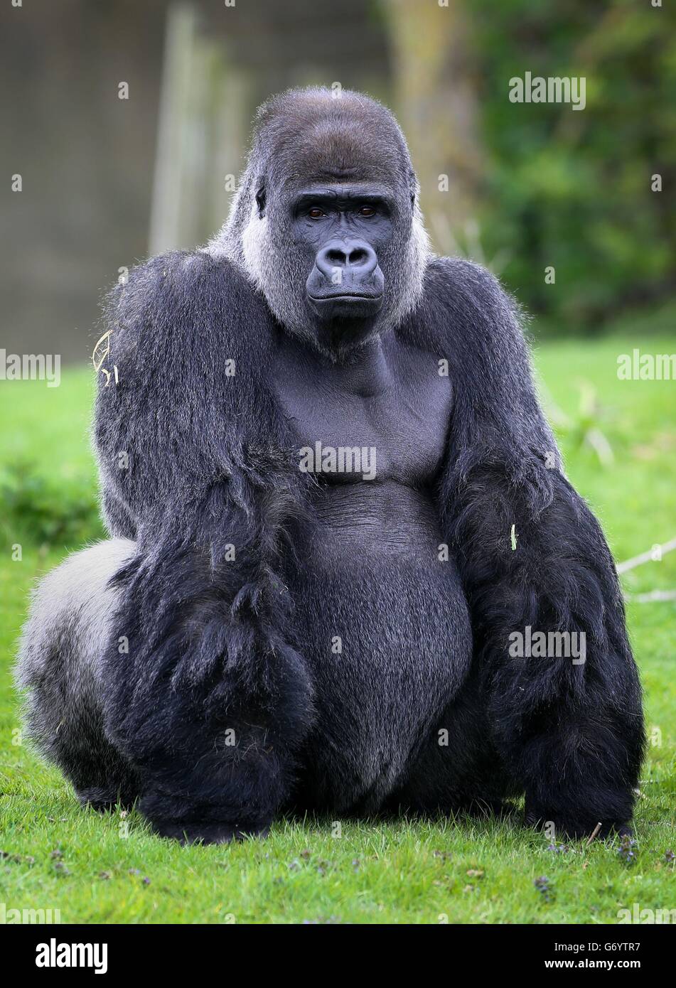 Ambam, a Western Lowland Gorilla, explores his enclosure at Port Lympne ...