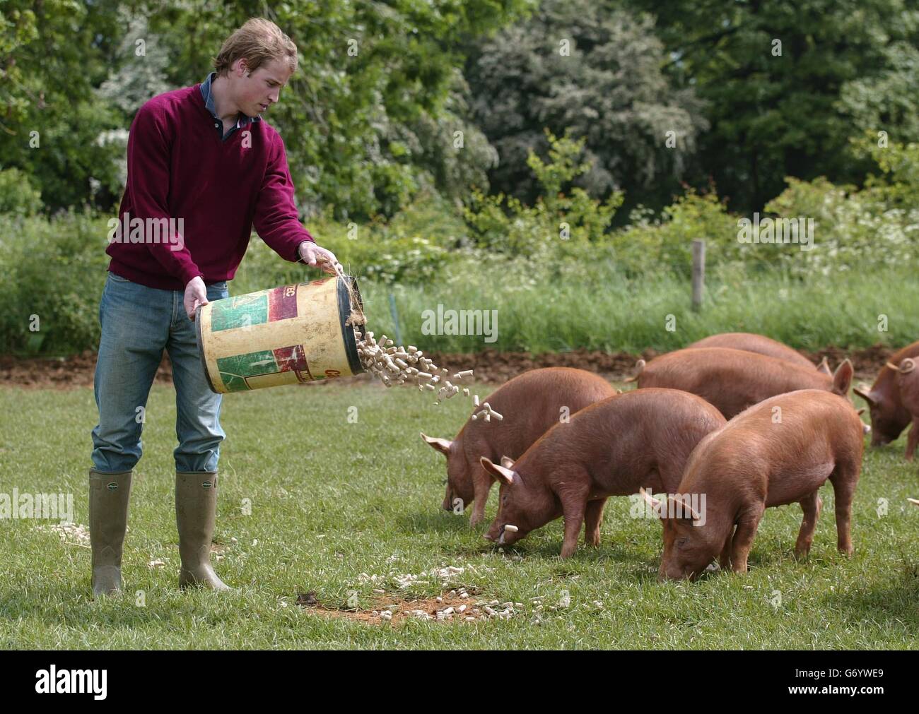 Prince William feeds pigs Stock Photo