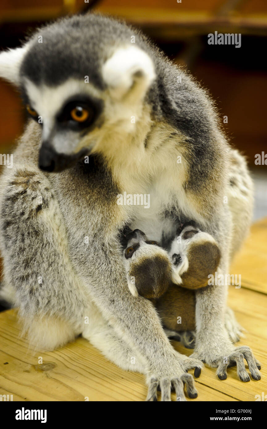 Unnamed and recently newborn lemur twins cling to their mum, 19-year-old Roxy, at Wild Place Project in Bristol, where three of the female lemurs in the specially created walk-through enclosure have had babies over the last two weeks. Stock Photo