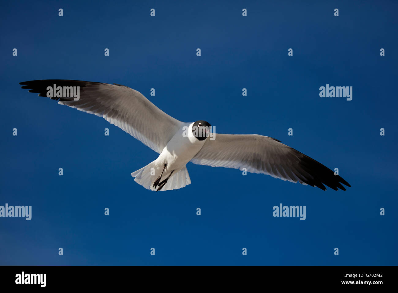 Gulf coast mississippi wildlife hi-res stock photography and images - Alamy