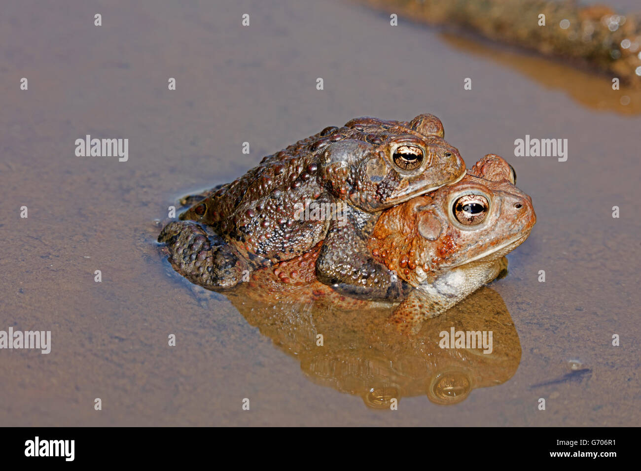 American Toads, Bufo Americanus, (Anaxyrus Americanus), Maryland, Pair ...