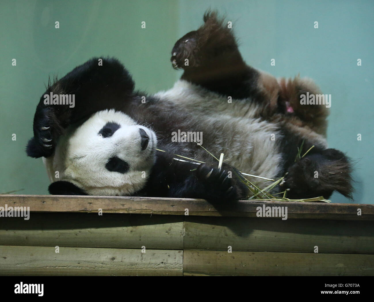 Female giant panda edinburgh breeding hi-res stock photography and ...