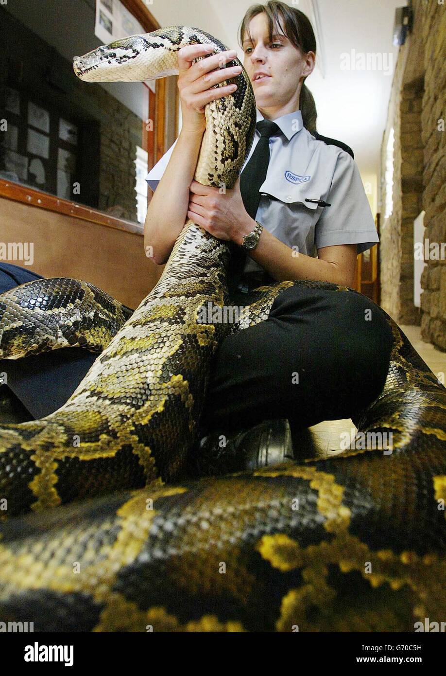 Jackie Paradis from the R.S.P.C.A holds Molly, a 16ft Burmese Python at the Exotic Animal Welfare Trust in Tow Law, County Durham as an RSPCA report, claims that a 'considerable' number of exotic pet owners lack the experience or knowledge to properly look after their animals. A large part of the blame is put down to poor standards of help and advice offered to novice owners by pet shops, with the report also highlighting a lack of vets able to provide treatment for exotic animals. Stock Photo