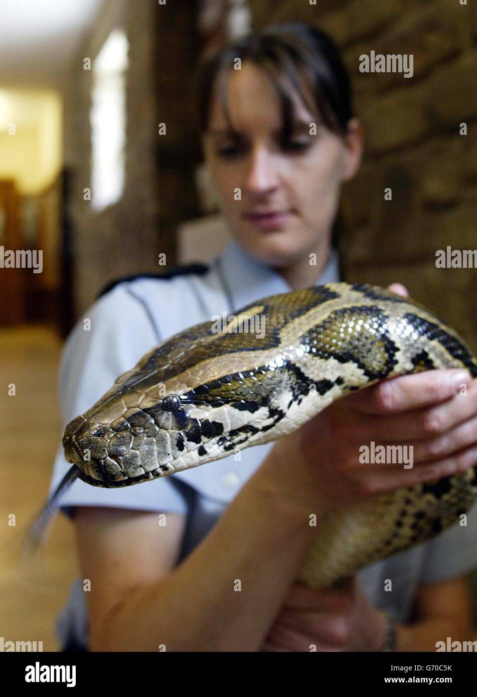 RSPCA report on exotic animals Stock Photo Alamy