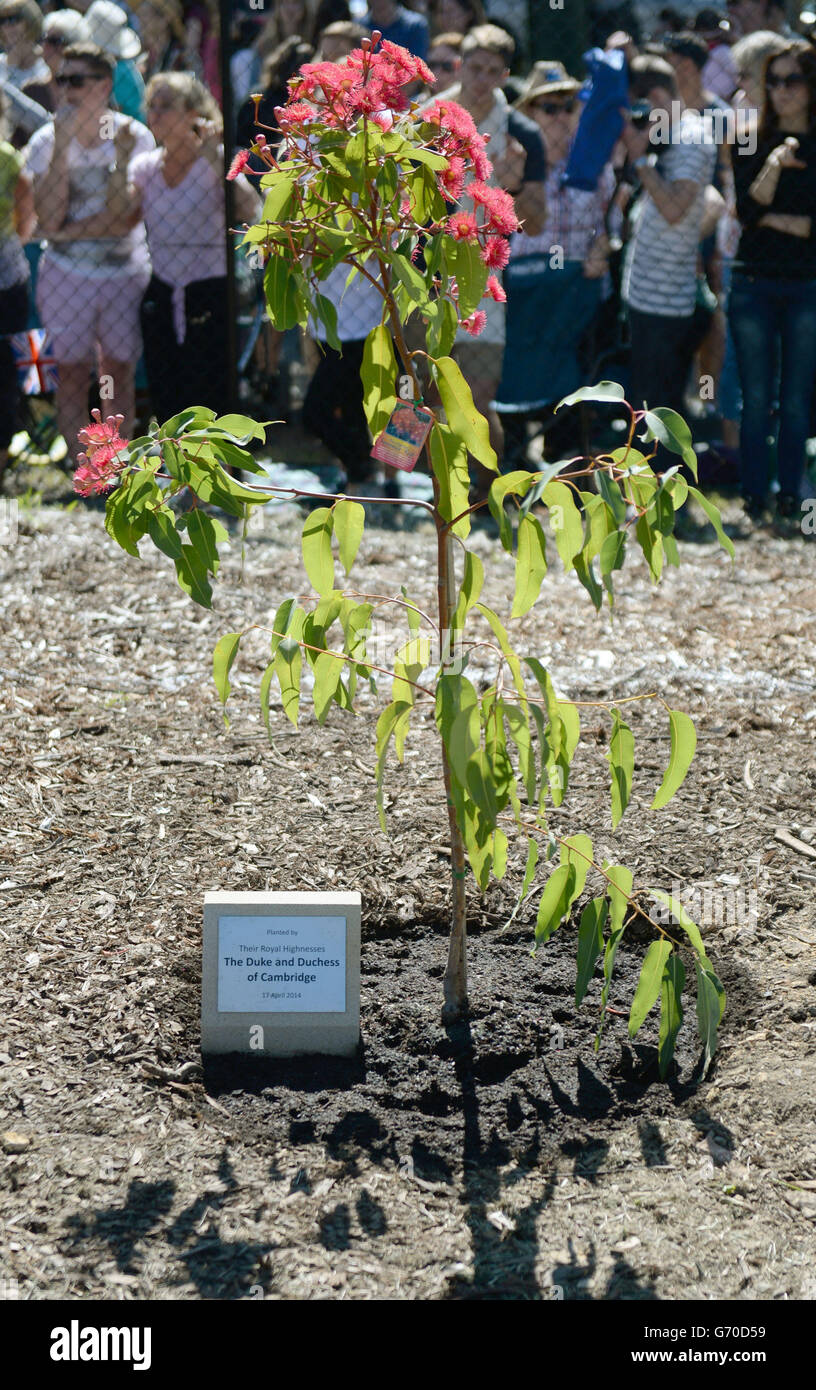 A Summer Red Eucalyptus tree planted by the Duke and Duchess of Cambridge at Winmalee Guide Hall in Yellow Rock during the eleventh day of their official tour to New Zealand and Australia. Stock Photo