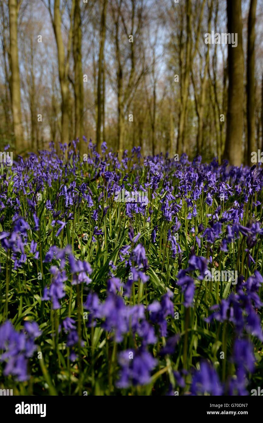 Bluebells in bloom in Micheldever Wood, Hampshire, as as the Woodland Trust said that bluebells are flowering much earlier than in last year's cold spring, with peak displays expected in time for Easter. Stock Photo