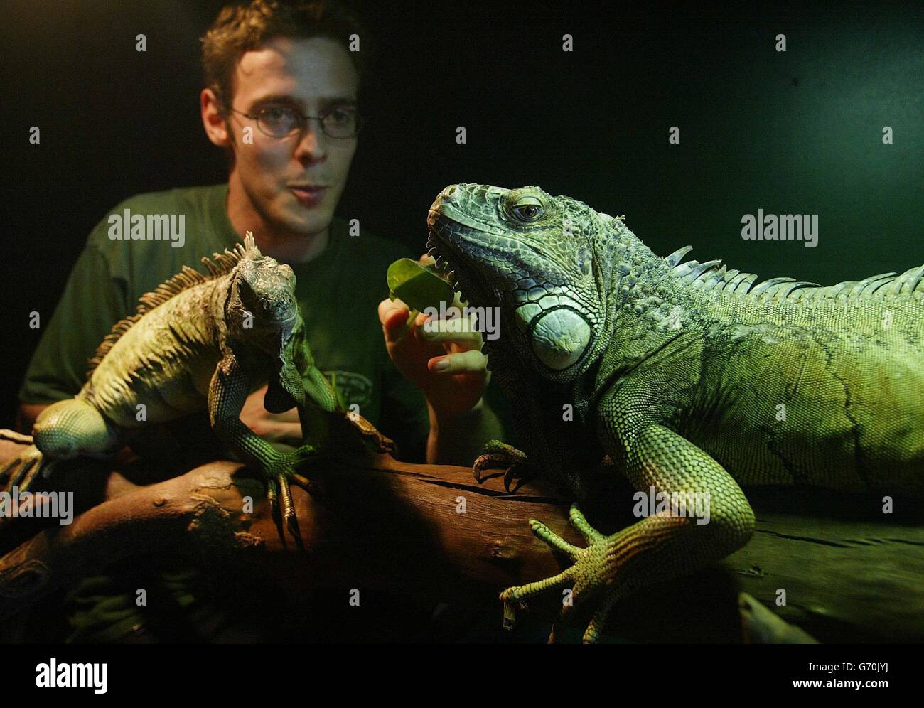 Curator Stewart Dodsworth, 23, with some of the rescued Iguanas on display at the Exotic Animal Welfare Trust in Tow Law, County Durham, as an RSPCA report claims that a 'considerable' number of exotic pet owners lack the experience or knowledge to properly look after their animals. A large part of the blame is put down to poor standards of help and advice offered to novice owners by pet shops, with the report also highlighting a lack of vets able to provide treatment for exotic animals. Stock Photo