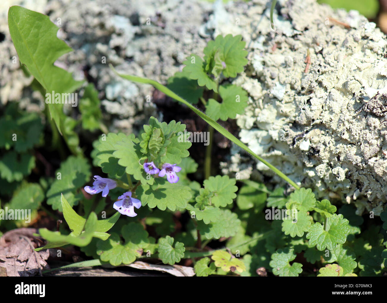 small purple orchid type flower by a lichen cover log Stock