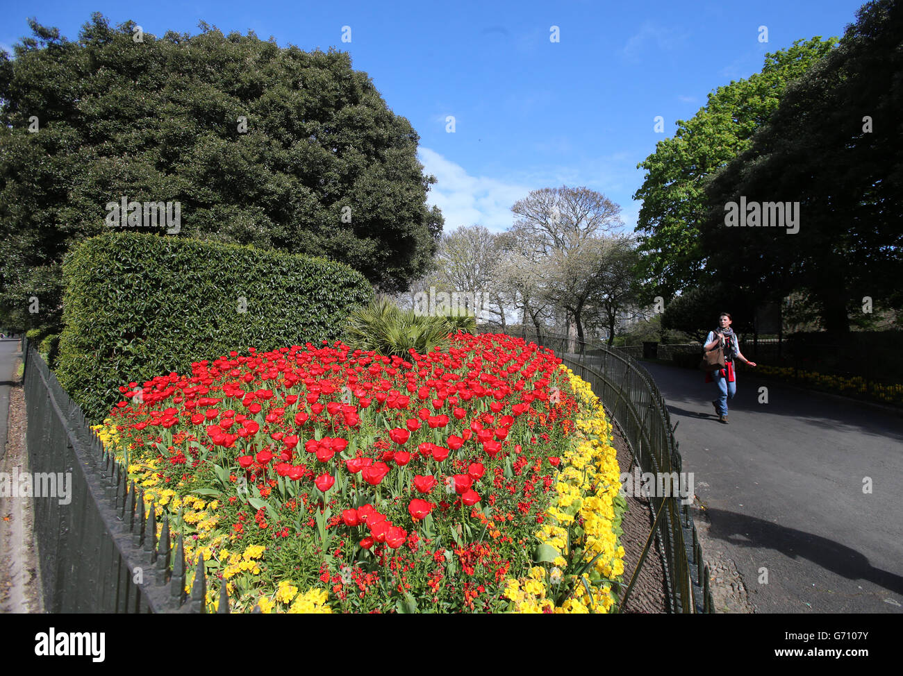 Dublin city stock. Flowers in Phoenix Park, Dublin Stock Photo Alamy