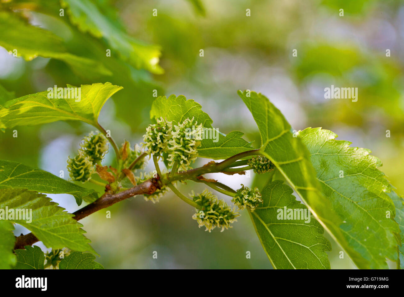 White Mulberry Tree, branch with fruits / (Morus alba) Stock Photo