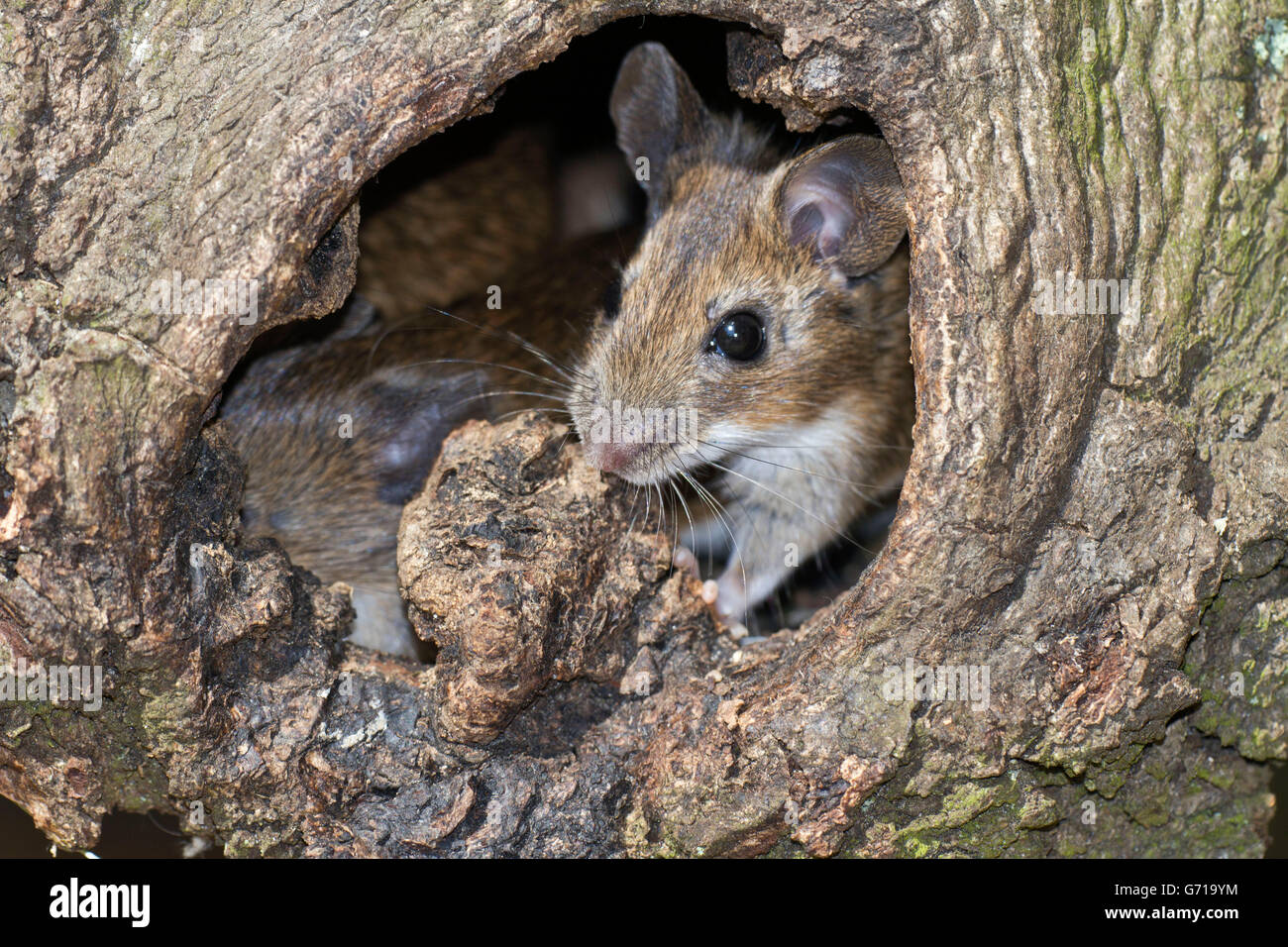 Mouse Tree Hole Mouse hole tree hi-res stock photography and images - Alamy