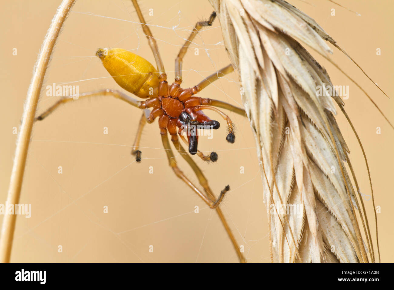 Sac Spider, male, Havelland, Brandenburg, Germany / (Cheiracanthium punctorium) Stock Photo