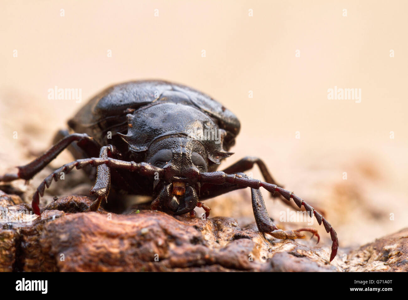 Tanner Beetle, Lower Saxony, Germany / (Prionus coriarius) Stock Photo
