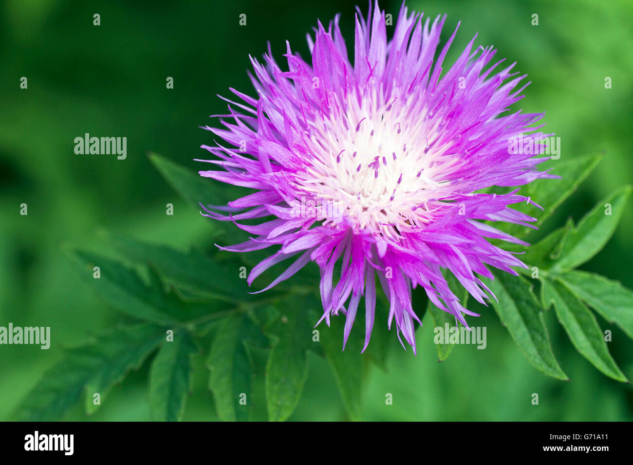 Persian Cornflower /  (Centaurea dealbata) / Whitewash Cornflower Stock Photo