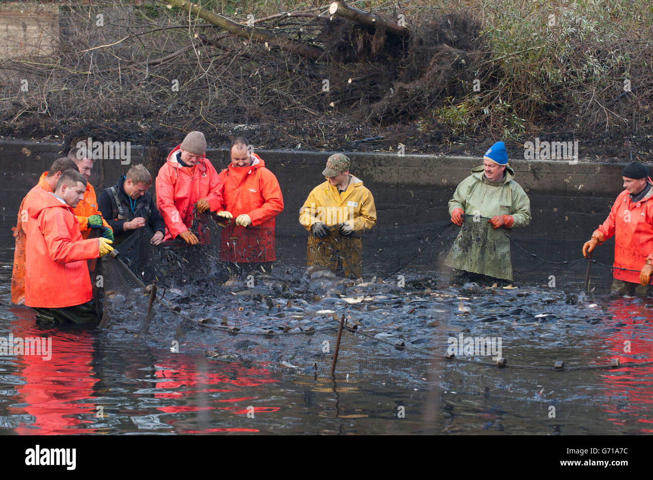 Men moving fishing net, fishing out Carps, Stradower Teiche, Vetschau