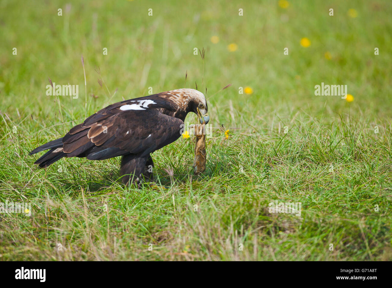 Do Bald Eagles Eat Squirrels