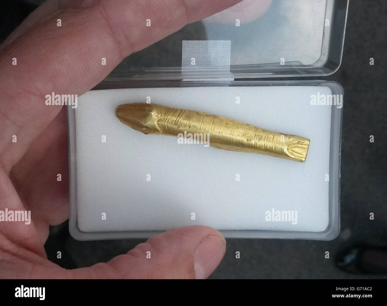A rare golden fish, that experts believe is part of an ornate belt buckle, that was discovered by Barry Shannon whilst metal detecting on his aunt's farm in Ballyalton near Downpatrick last year, following a treasure inquest that declared the item to be treasure at the Belfast Coroner's Court. Stock Photo