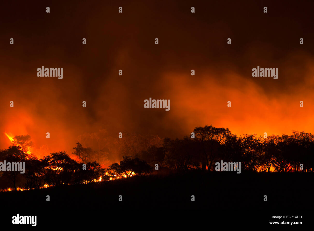 Bush fire, KwaZuluNatal, South Africa / bushfire, brush fire