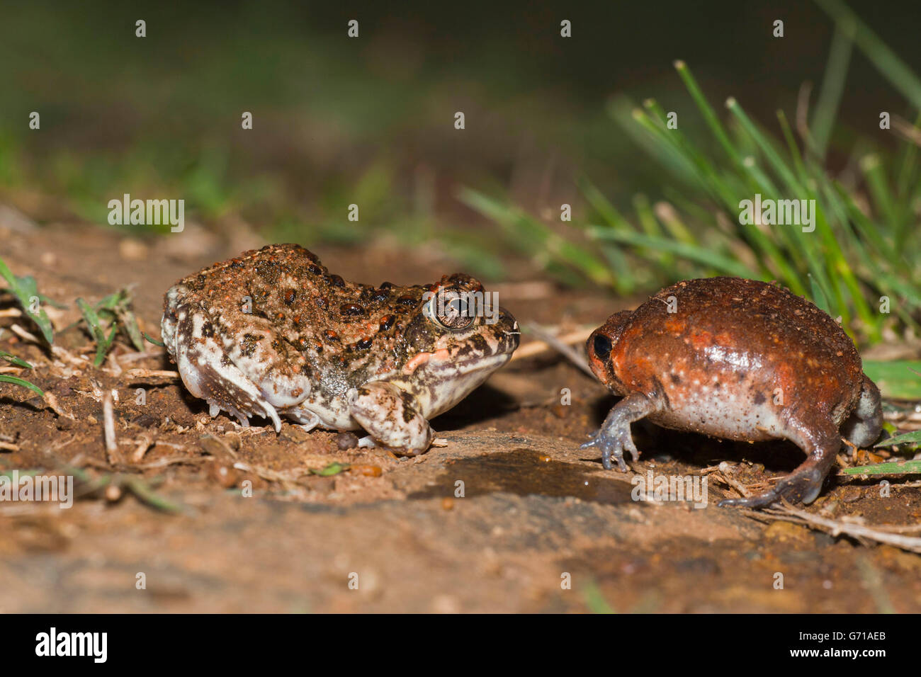 Tremolo Sand Frog, juvenile, and Bushveld Rain Frog, juvenile, blown up for defence, Hidden Valley, KwaZulu-Natal, South Africa / (Tomopterna cryptotus), (Breviceps adspersus) Stock Photo