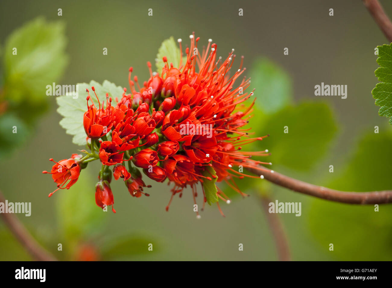 Natal Bottlebrush, Hidden Vsalley, KwaZulu-Natal, South Africa / (Greyia sutherlandii) Stock Photo