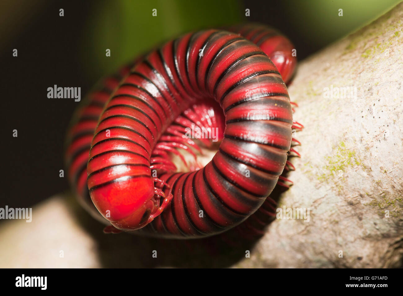 Worm-Like Millipedes, Umfolozi National Park, South Africa / (Spirostreptida spec.) Stock Photo