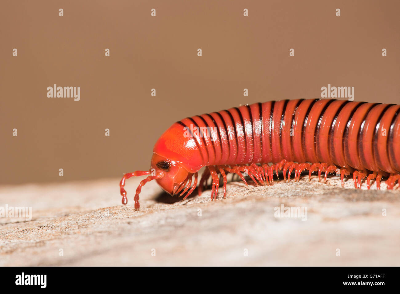 Worm-Like Millipedes, Umfolozi National Park, South Africa / (Spirostreptida spec.) Stock Photo