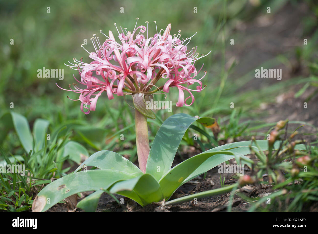Karoo-Lily, Umfolozi National Park, South Africa / (Ammocharis coranica ) Stock Photo