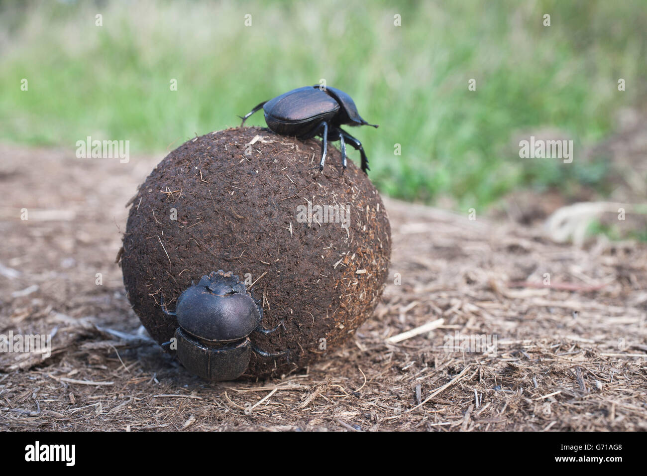 Dung Beetles, rolling ball of dung, Umfolozi-Hluhluwe National Park, South Africa / (Scarabaeus spec.) Stock Photo