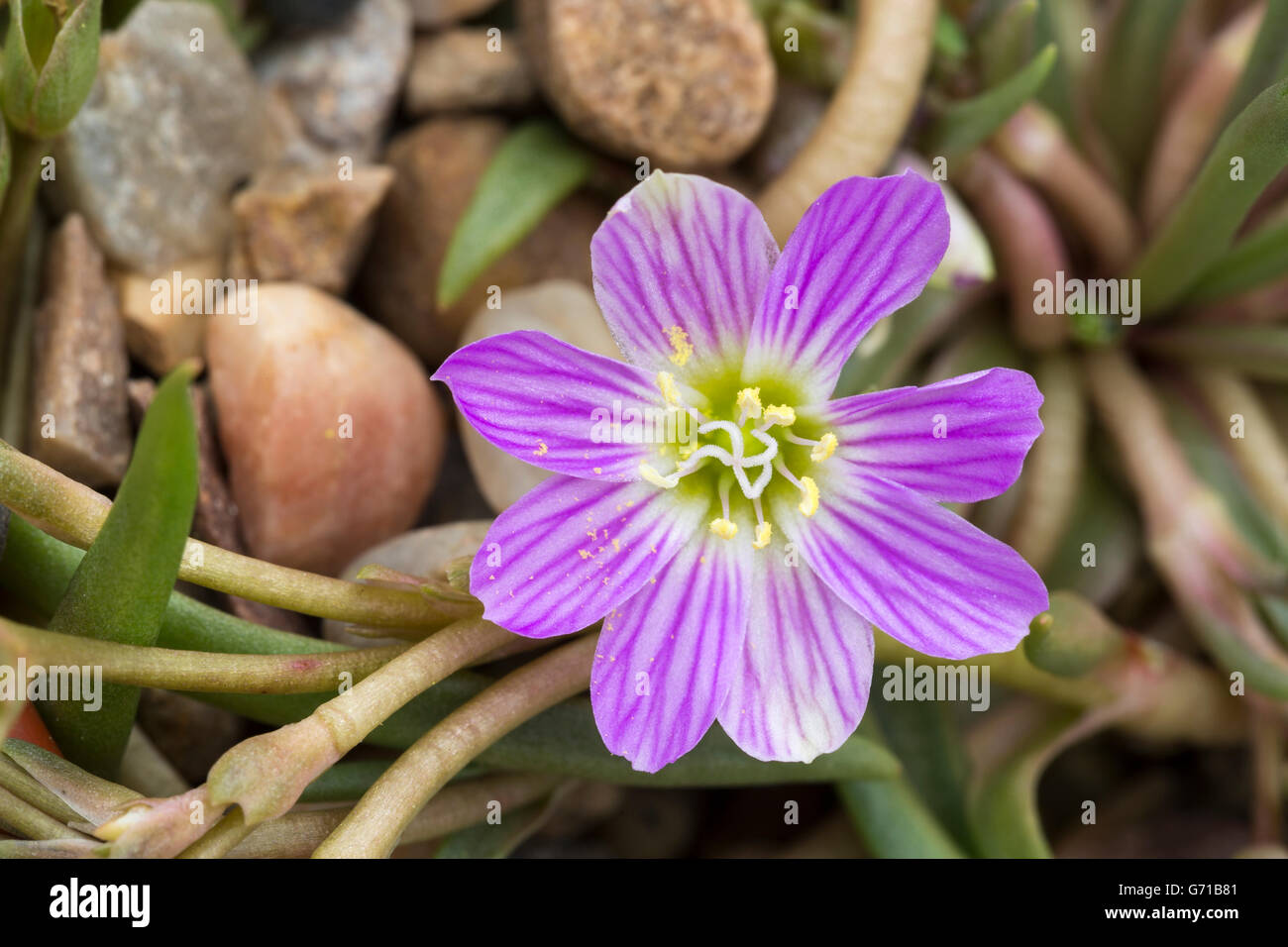 Alpine Lewisia, Lewisia pygmaea flower. W N. America (in cultivation) Stock Photo