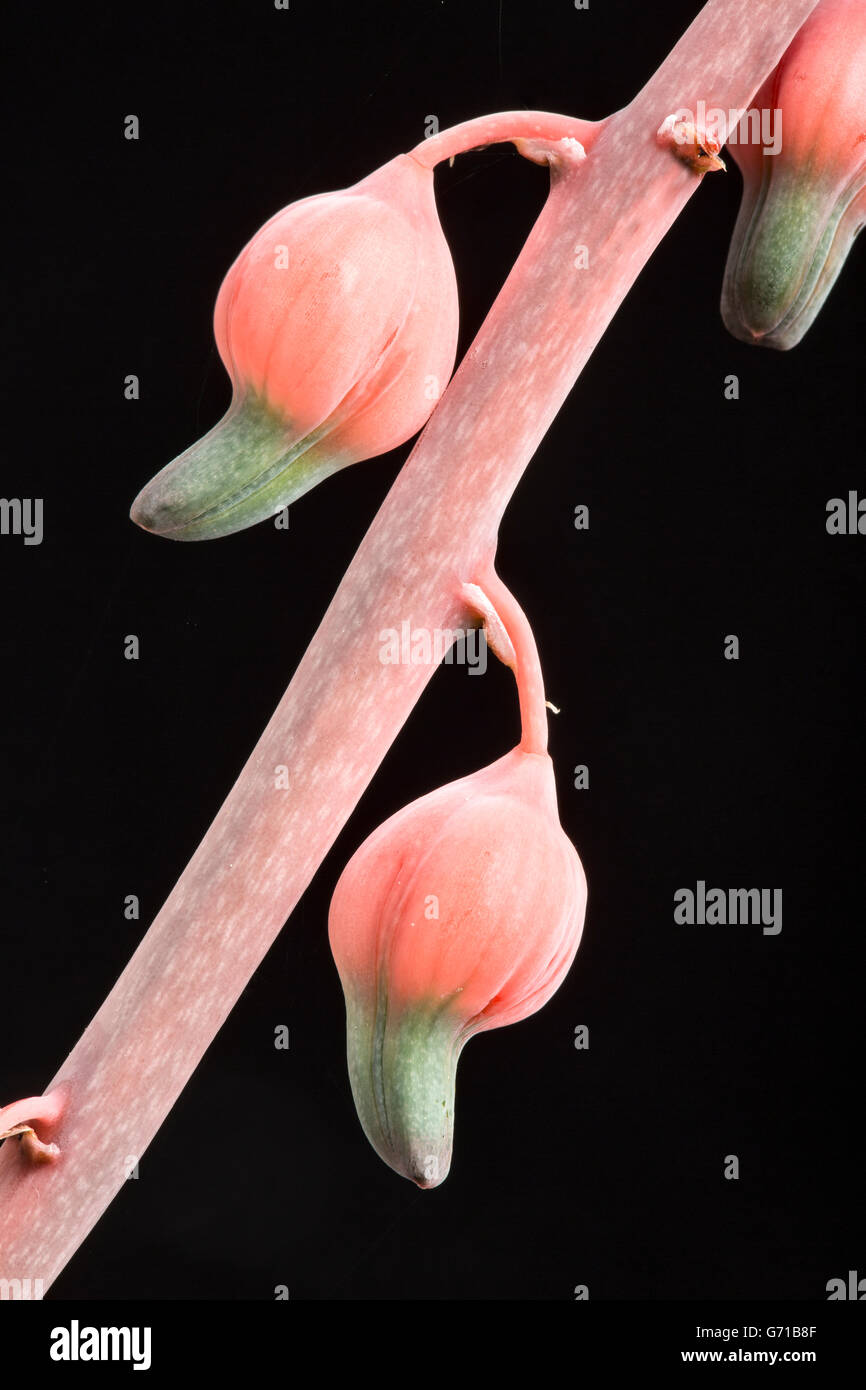 Gasteria baylissiana, flower.  Family Aloaceae.  (in cultivation) Stock Photo