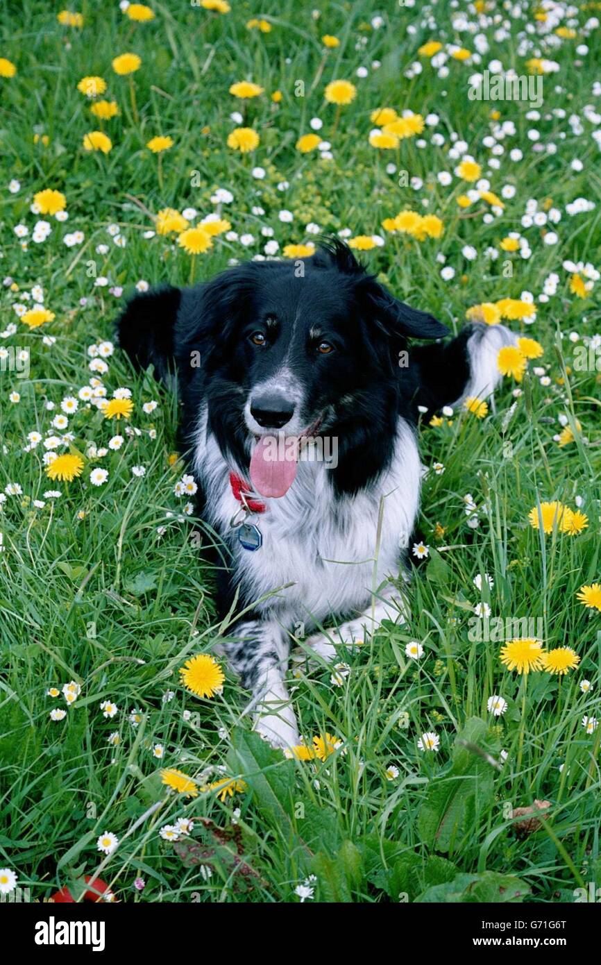 A Border Collie called Rico, who has astounded researchers by showing he can learn new words as well as a three-year-old human child, it was revealed today. The nine-year-old dog, who belongs to a German family, is said to have a 'vocabulary' of more than 200 words. Stock Photo
